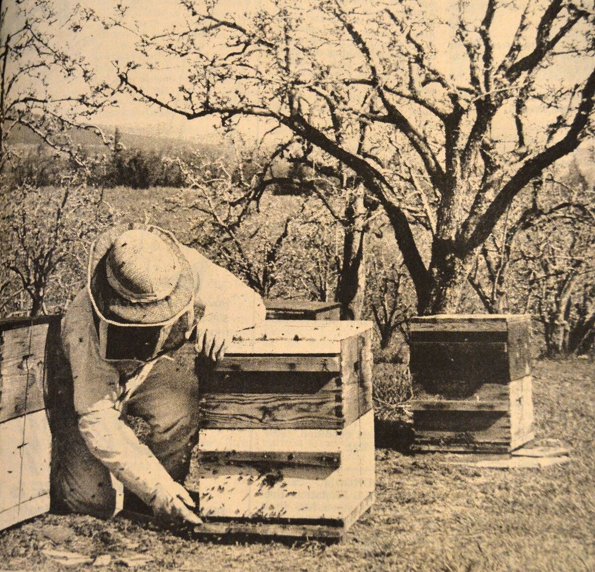 Hood River history orchard bees 1982